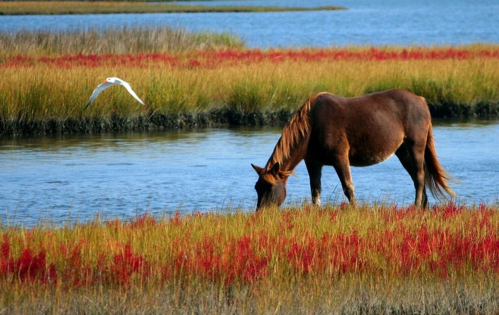 horse, wild horse, marsh pony